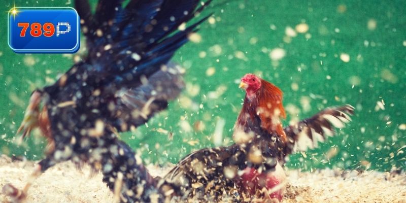 Chi tiết cách xem đá gà tại nhà cái cho bạn 