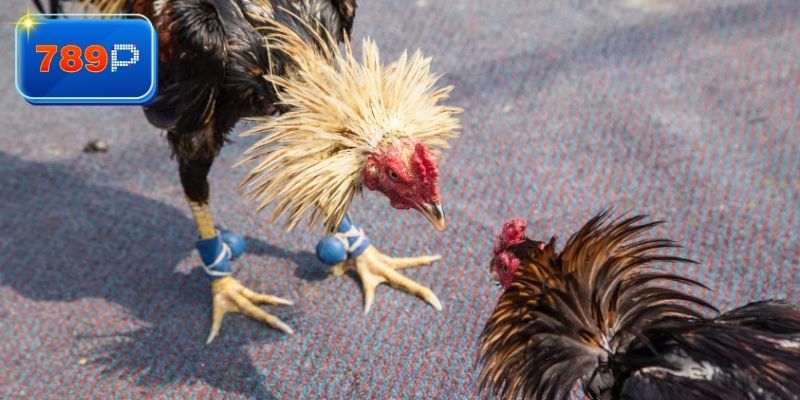 Chi tiết phân tích kèo khi chơi đá gà