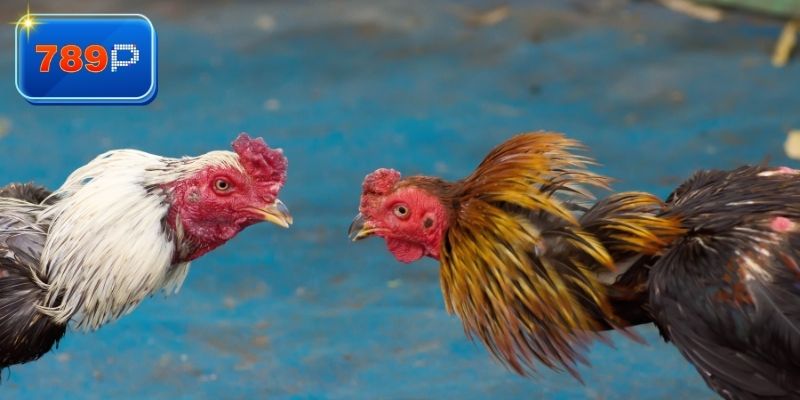 Khám phá đá gà thomo 67 dành cho bạn 