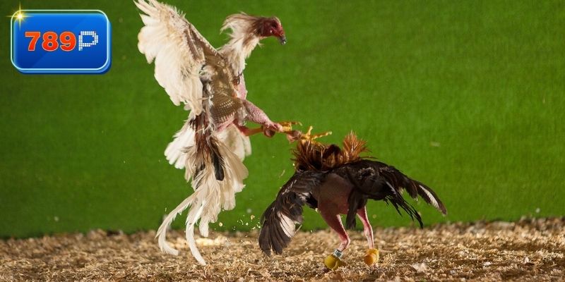 Tác chiến dài hạn khi chơi đá gà 