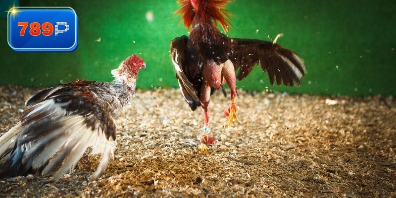 Trải nghiệm về xem đá gà Peru trực tiếp 