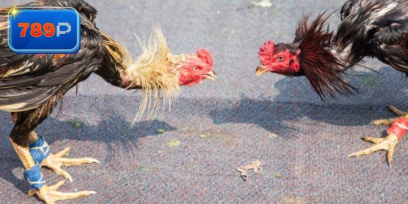 Vài điểm chú ý khi chơi đá gà tại 789P